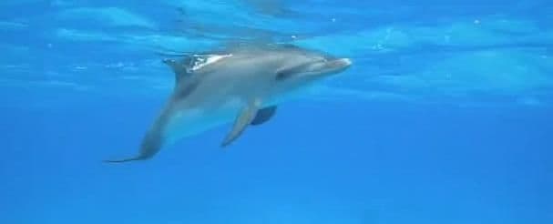 Ucciso Delfino a pallettoni (Sardegna)
