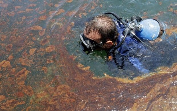 Dentro lo marea nera (Golfo del messico)