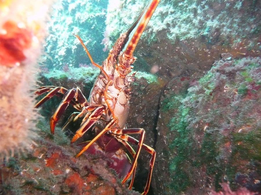 Punta Mesco (Liguria)