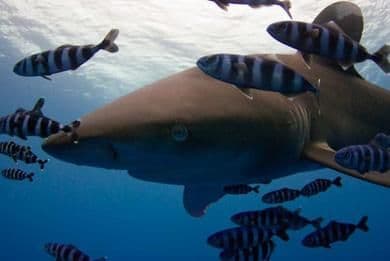 Dedalus Reef (Egitto)