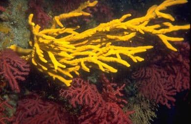 Immersione S.Angelo (Campania)