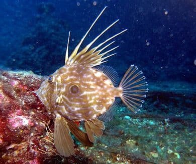 Secca dei RAMONI (Liguria)