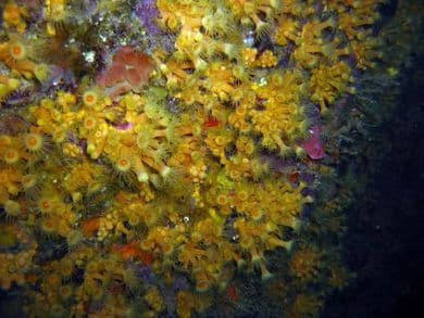 Immersione Sciusciau (Liguria)