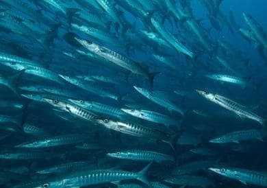 Immersione Secchitello - Ustica (Sicilia)