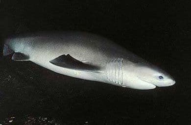 Lo squalo Casper (Croazia)