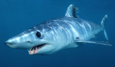 Lo Squalo Mako