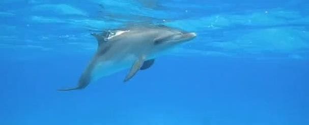 Ucciso Delfino a pallettoni (Sardegna)