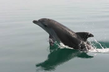Delfini Morti