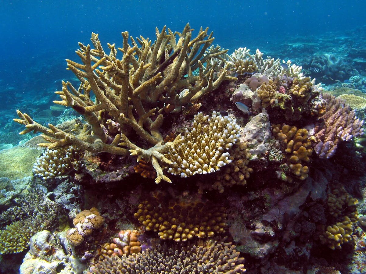 Norman Reef ( Australia )