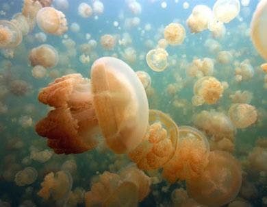 Jellyfish Lake (Palau)