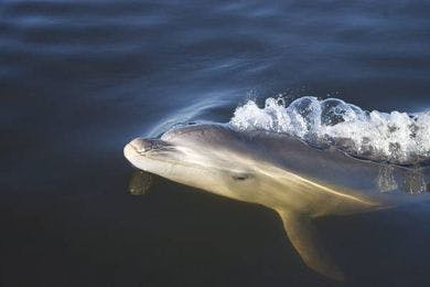 Australia, scoperta nuova specie di delfino