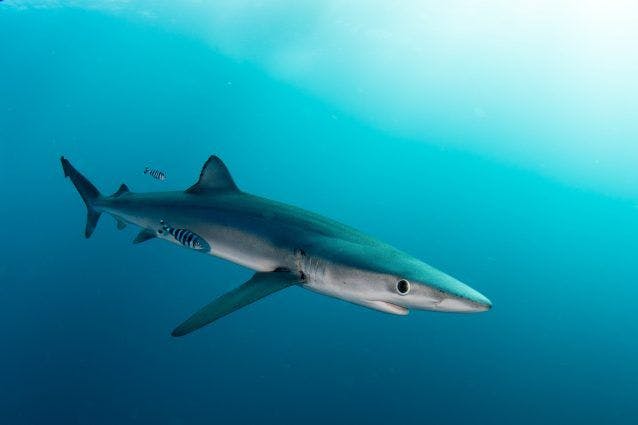 Lo squalo verdesca, lo squalo azzurro del mediterraneo